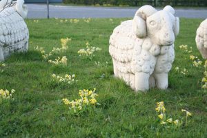 cow-and-sheep